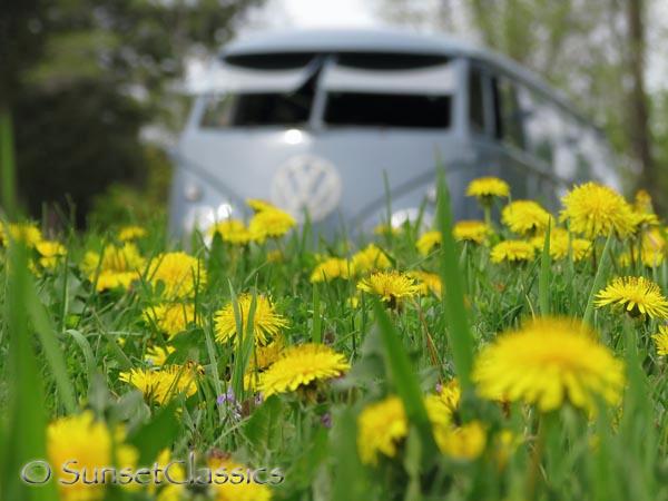 1959-vw-panel-van-art-dandylion.jpg