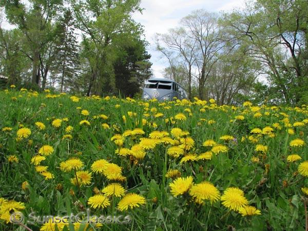 1959-vw-panel-van-dandylion-field.jpg